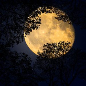 background, nature, moonlight