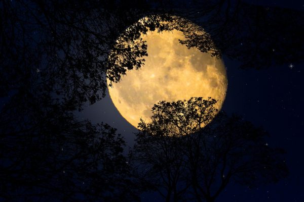 background, nature, moonlight