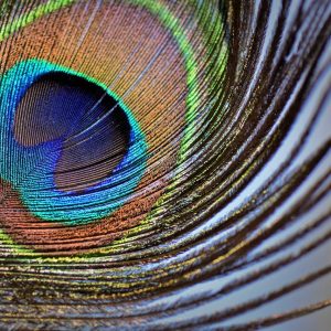 peacock feathers, plumage, iridescent