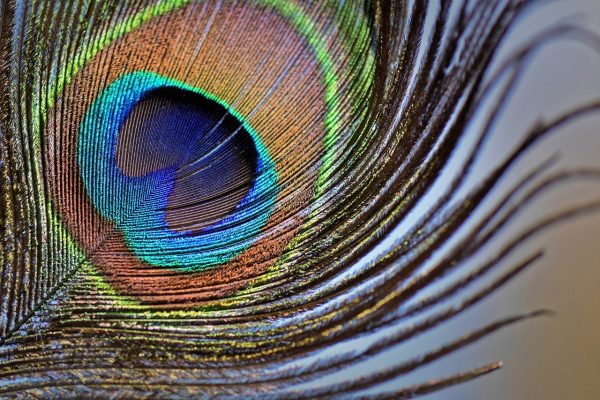 peacock feathers, plumage, iridescent