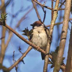 sparrow, sperling, bird