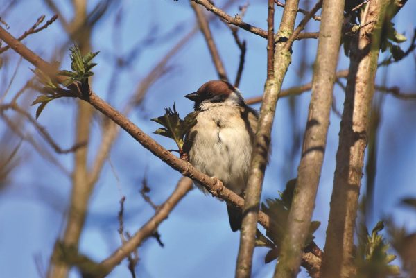 sparrow, sperling, bird