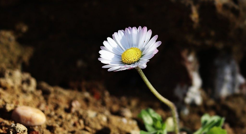 daisy, freedom, nature